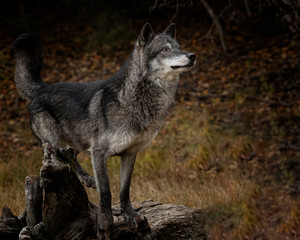 Wolf Pack at Triple D