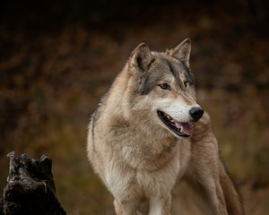 Wolf Pack at Triple D