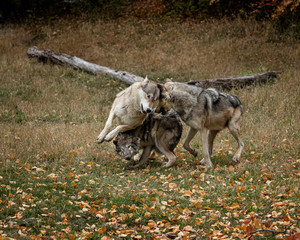 Wolf Pack at Triple D