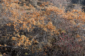 Sea-buckthorn tree with berries growing in nature