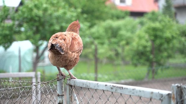 hen on the fence