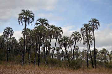 Obraz premium Campo de palmas
