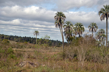 Fototapeta premium Campo de palmas