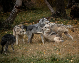 Wolf Pack at Triple D