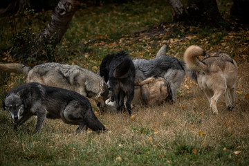 Wolf Pack at Triple D