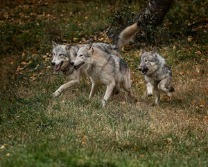 Wolf Pack at Triple D