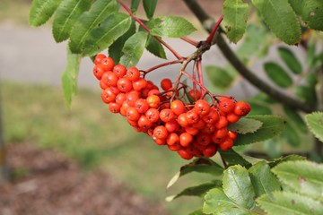 Red berries on the branches of Sorbus aucuparia on a sunny autumn day