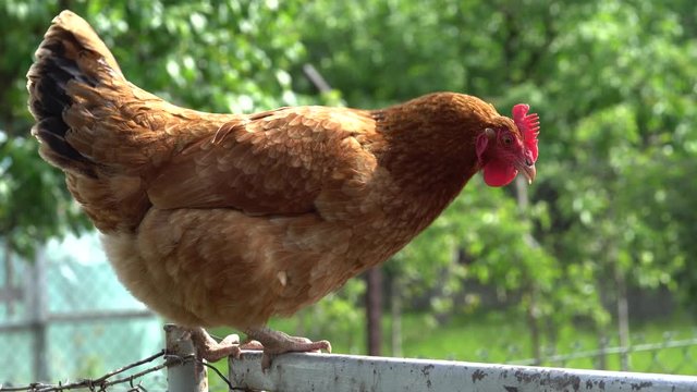 hen on the fence