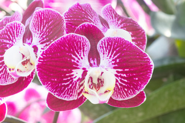 purple orchid flowers with natural background.