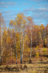 Fototapeta premium Birch tree landscape in the fall