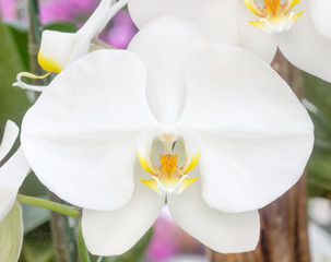 white orchid flower