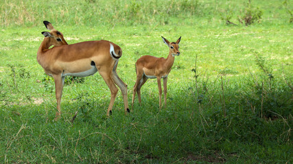 Naklejka na ściany i meble Fawn with mother in the plain of Kenya in Africa
