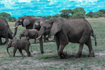 African elephants that move in a pack