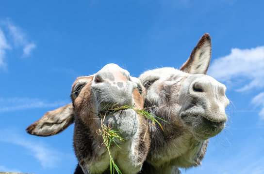 Two donkeys eating grass against a blue sky