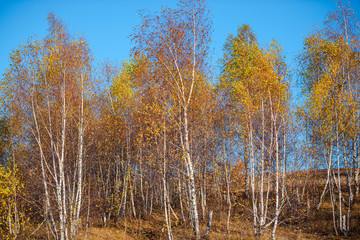 Birch tree landscape in the fall