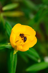 Obraz premium reunion island