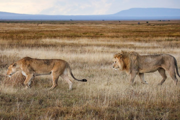 Lions crossing the African savannah