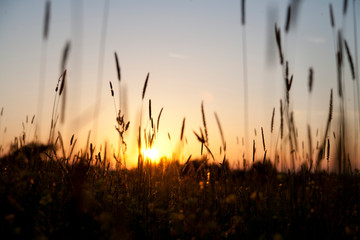 Sommerwiese