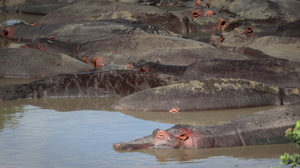 Hippos sleeping in the river in Kenya, Africa