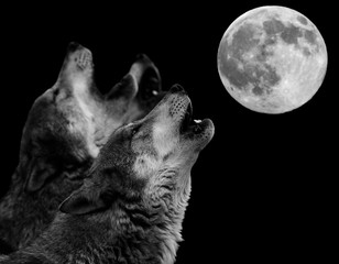 howling wolf in front of full moon - heulender Wolf vor Vollmond © bennytrapp