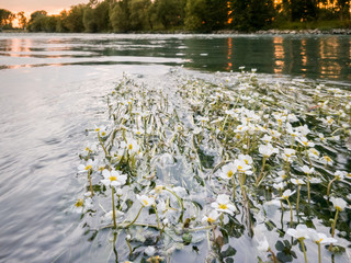 Obraz premium Seegras