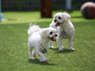 Happy puppies in a private playground 