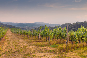 Fototapeta premium Weinberge