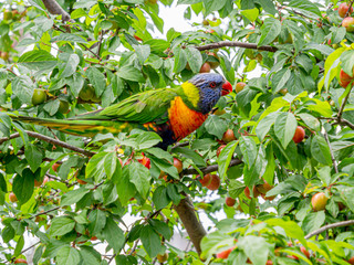 Rainbow Lorikeet Alert