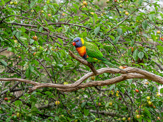 Rainbow Lorikeet Head Turned