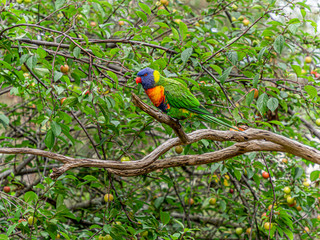Rainbow Lorikeet Side On