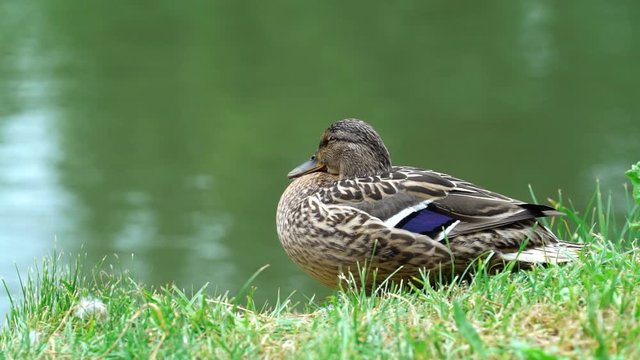 ducks in the park