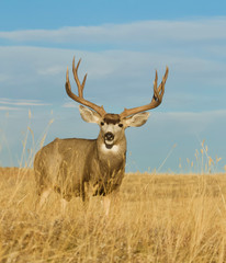 Large Buck Deer with trophy antlers in meadow with blue sky