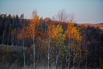 Fototapeta premium November birch in the morning