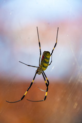 あちらこちらの木々で巣を張り存在感を見せるジョロウグモ　　　京都