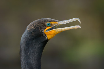 Cormorant