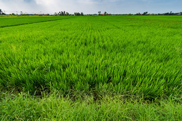 paddy field