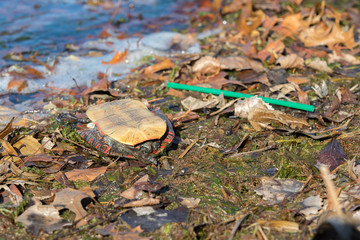 Closeup of dead turtle laying upside down on back of shell. Lake water in background. Concept of recyling, pollution, and the environment