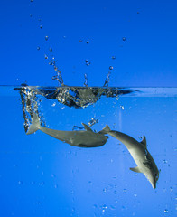 Two toys dolphins swim with bubbles and splashes of water behind a blue background