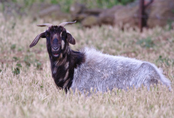 Portrait of a goat sitting in a field of dry grass. The goat is looking directly at the camera and...
