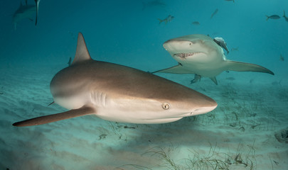 Fototapeta premium Reef and Lemon sharks at Tiger Beach, Bahamas