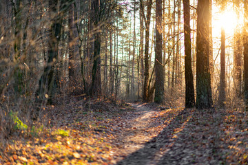 tales of the forest, the sun's glow through the trees