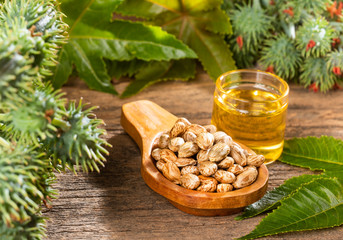 Castor oil with dry and green beans - Ricinus communis