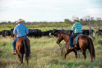 Working Ranch