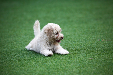 Happy puppies in a private playground