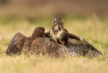 Common buzzard (Buteo buteo) in fight