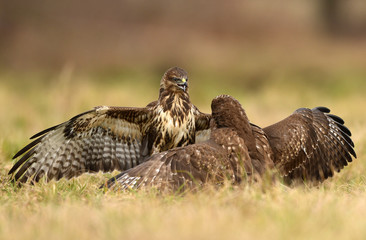 Common buzzard (Buteo buteo) in fight