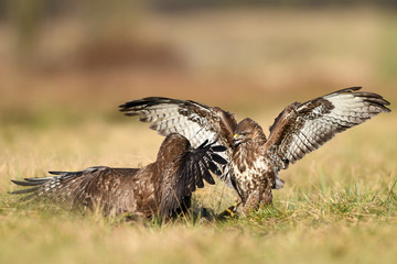 Common buzzard (Buteo buteo) in fight