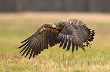 White tailed eagle (Haliaeetus albicilla)