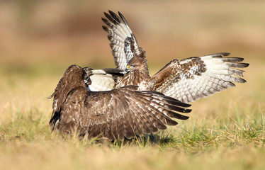 Common buzzard (Buteo buteo) in fight