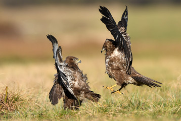 Common buzzard (Buteo buteo) in fight